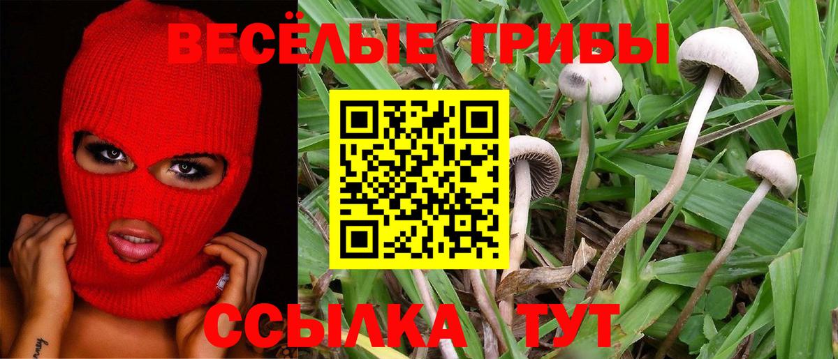 Псилоцибиновые грибы Psilocybe Шали